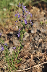Teucrium orientale