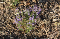 Teucrium orientale