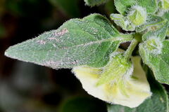 Physalis chenopodiifolia