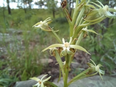 Habenaria retinervis
