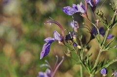 Teucrium orientale