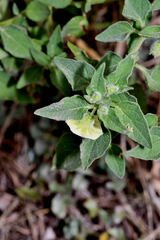 Physalis chenopodiifolia