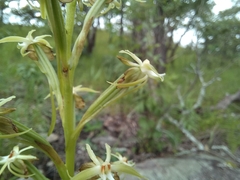 Habenaria retinervis