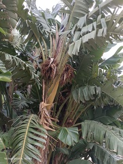 Strelitzia alba