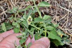 Physalis chenopodiifolia
