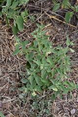 Physalis chenopodiifolia