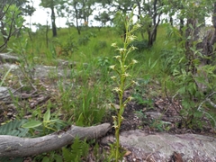 Habenaria retinervis