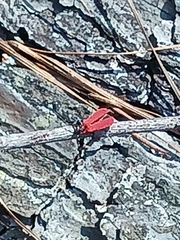 Dictyoptera aurora