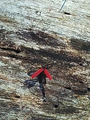 Dictyoptera aurora