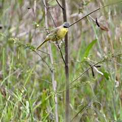 Geothlypis poliocephala
