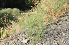 Linaria corifolia