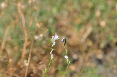 Linaria corifolia