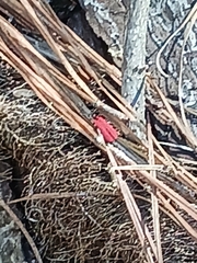 Dictyoptera aurora
