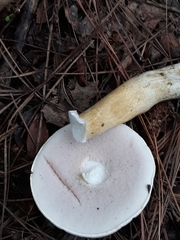 Tylopilus ferrugineus
