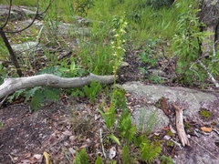 Habenaria retinervis