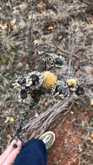 Grindelia ciliata