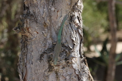 Phelsuma mutabilis