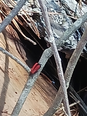 Dictyoptera aurora