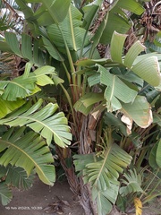 Strelitzia alba