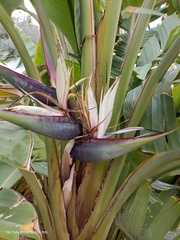 Strelitzia alba
