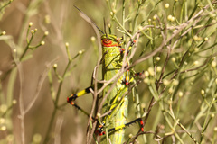 Zoniopoda tarsata