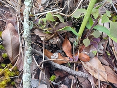 Habenaria retinervis