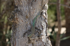 Phelsuma mutabilis