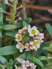 Lobularia maritima