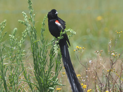 Euplectes progne
