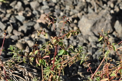 Euphorbia wittmannii
