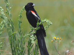 Euplectes progne
