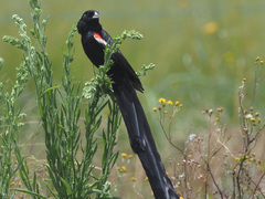 Euplectes progne