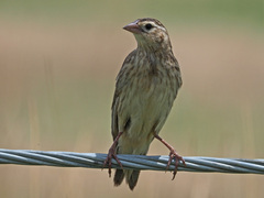 Euplectes progne