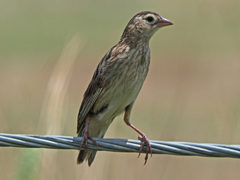 Euplectes progne