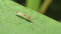 Pneustocerus gravelyi