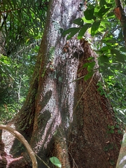 Pochota fendleri