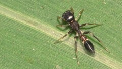 Myrmarachne ramunni