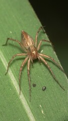 Oxyopes hindostanicus