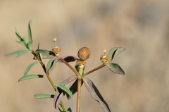Euphorbia wittmannii