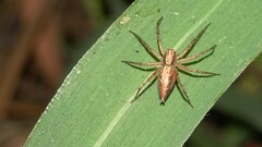 Oxyopes hindostanicus