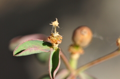 Euphorbia wittmannii