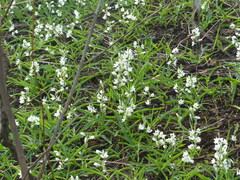 Chlorophytum tuberosum