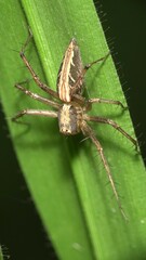 Oxyopes hindostanicus