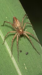Oxyopes hindostanicus
