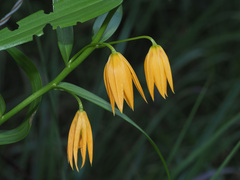 Gloriosa modesta