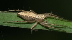 Oxyopes hindostanicus