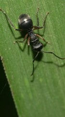 Polyrhachis exercita