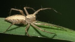 Oxyopes hindostanicus