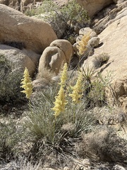 Nolina bigelovii