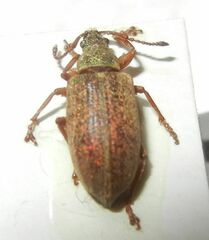 Phyllobius pyri